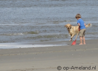 Nehmen Sie Ihren Hund mit in ein Ferienhaus am Meer